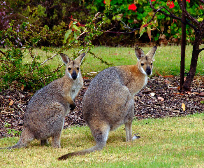 Кенгуру - самое распространенное австралийское животное