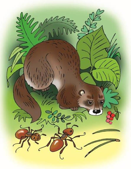Норка и Муравьи © Иванов Лаврентий Анатольевич Норка и Муравьи © Иванов Лаврентий Анатольевич